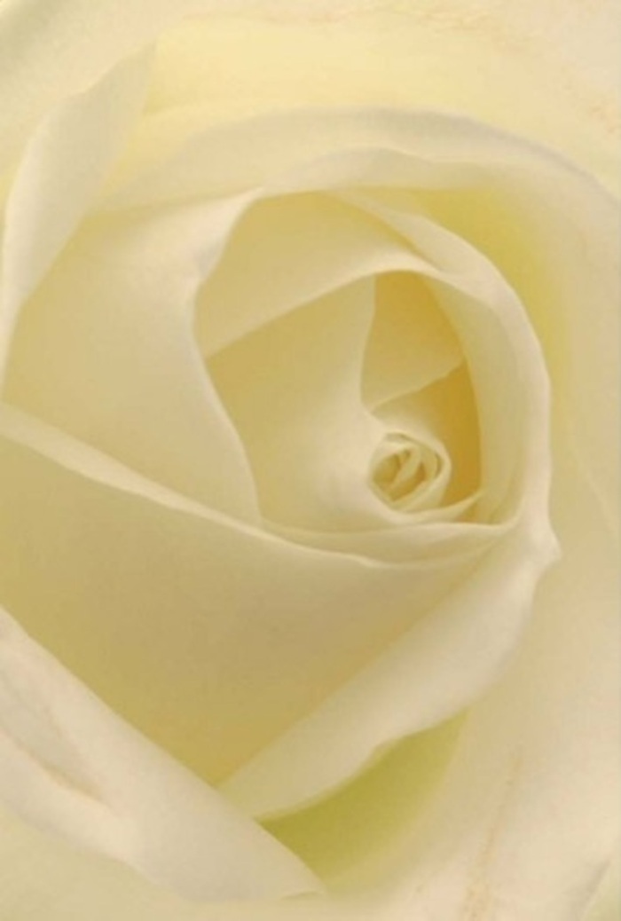 Exploring the layered composition of this flawless white rose brings to mind the quiet sophistication of Bermondsey's riverside streets. Each petal, viewed in close detail, reveals delicate gradations of white and cream, the luminous tones blending seamlessly as if infused by the soft daylight roaming through Shad Thames. The spiral at the rose's core stands as a symbol of purity and subtle resilience, echoing the enduring yet ever-evolving essence of life in Bermondsey. Gentle shadows slip between petals, highlighting the bouquet's intricate craftsmanship-a work of artistry that would not look out of place in the neighbourhood's elegant lofts or as a table centrepiece at a wedding in St Mary Magdalen Church. This composition, thoughtfully arranged for Flower Delivery Bermondsey, feels right for moments of deep emotion: from new beginnings and expressions of sympathy to quiet acts of appreciation. The barely-there scent and the harmonious arrangement speak to both tradition and contemporary grace, a natural celebration of Bermondsey's welcoming charm.